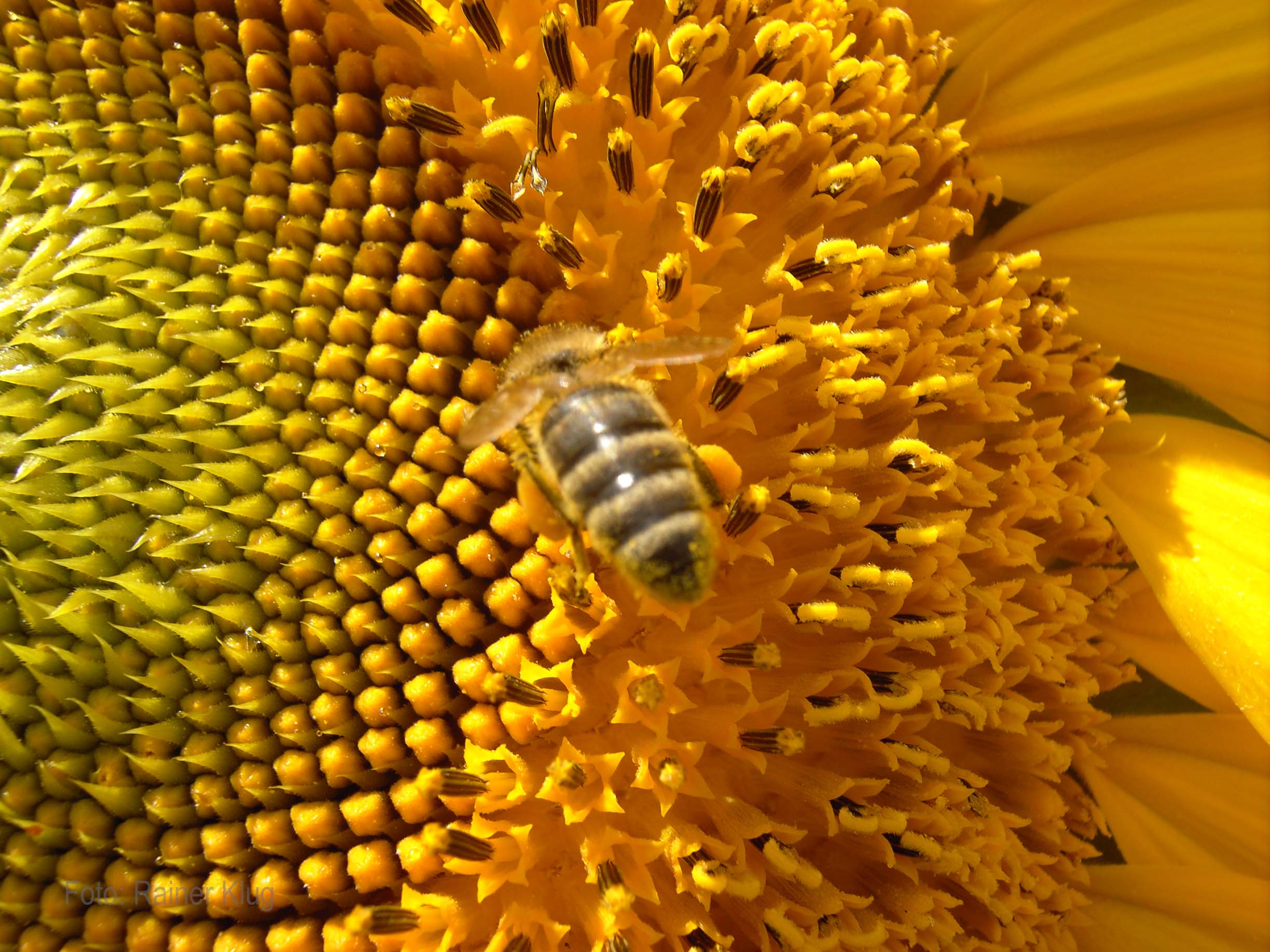 Imkerverband RLP - Biene und Sonnenblume