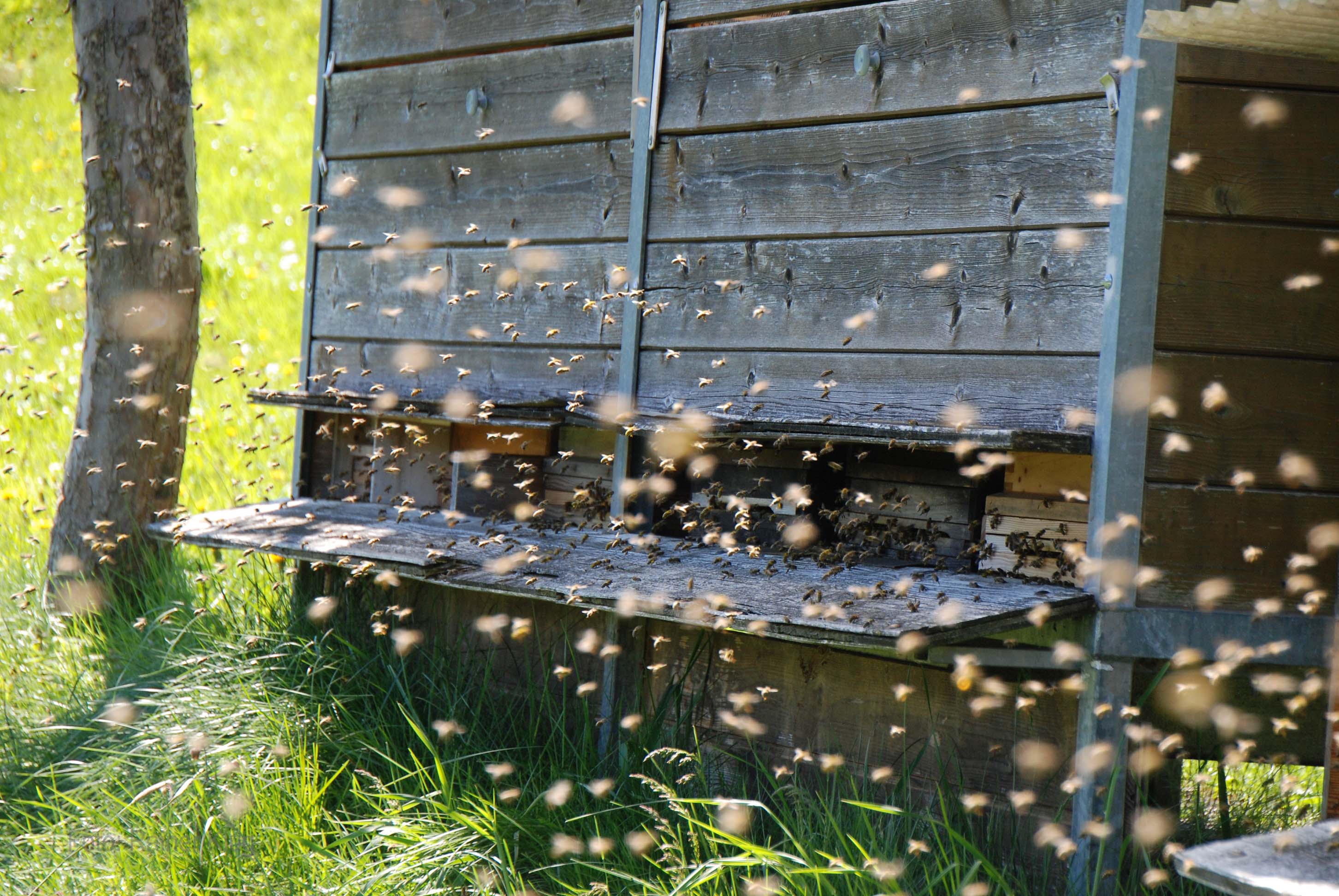 Imkerverband RLP - Bienenflug