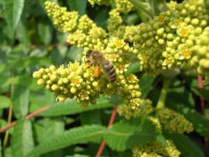 Imkerverband RLP - Bienenweide