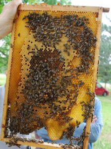 Imkerverband RLP - Wabe mit Honig